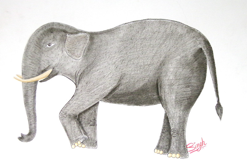 A drawing of an elephant in profile. Its front left foot is slightly raised. It appears in negative space.
