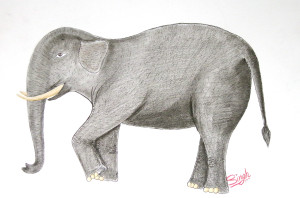 A drawing of an elephant in profile. Its front left foot is slightly raised. It appears in negative space.